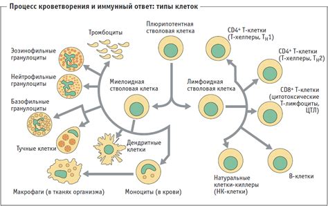 Виды фагоцитов и их функции в организме