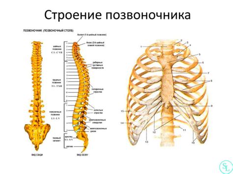 Виды хруста позвоночника и их особенности