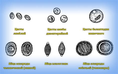 Виды цист простейших