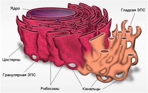 Виды эпс: чем они отличаются