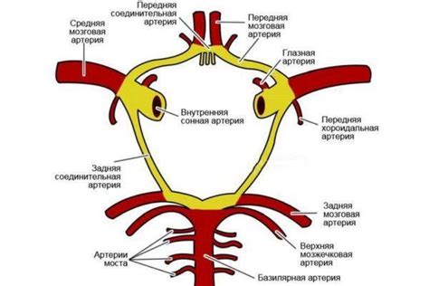 Виллизиев круг в медицинской практике и его особенности
