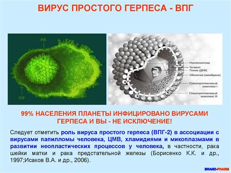 Вирус герпеса: понятие, характеристика, распространение