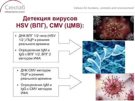 Вирус герпеса 6 типа: распространение и статистика