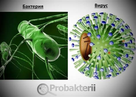 Вирус и бактерия: роль в природе и воздействие на организмы