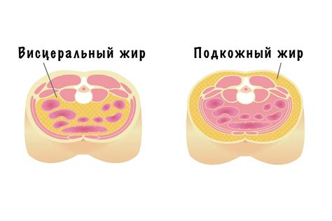 Висцеральный жир 6 уровень: понятие и значение