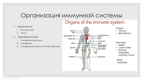 Витамин Б14 и иммунная система