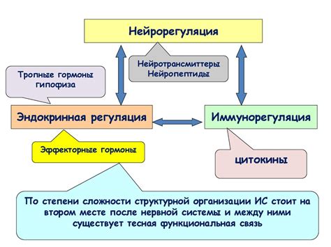 Витамин К: регуляция иммунного ответа