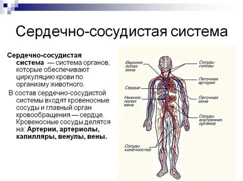 Витамин D и сердечно-сосудистая система