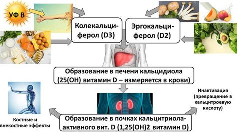 Витамин D25-дефицит: определение и диагностика