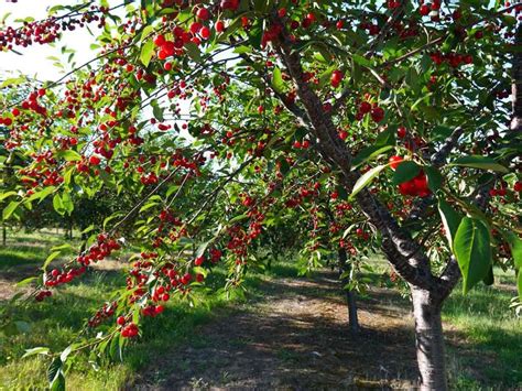 Вишневое дерево и сны: связь с природой и гармония