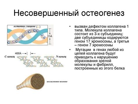 Вклад генетики в формирование фигуры