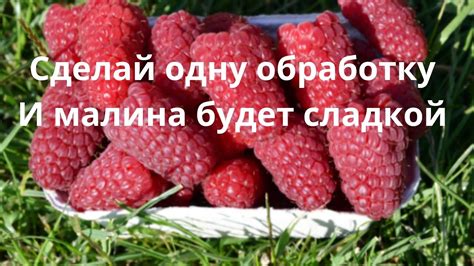 Вкусная сладость: смысл и значение вкуса малины в сновидениях