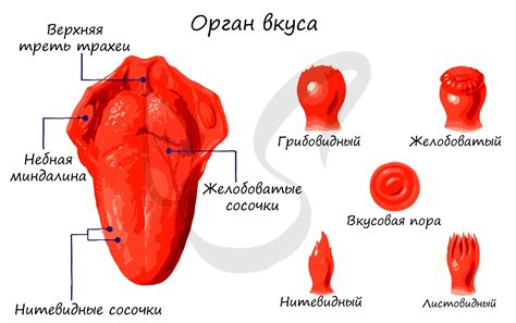 Вкусовая папилля: основа регистрации вкуса