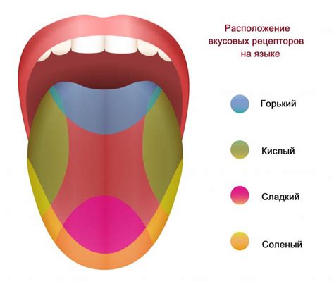 Вкусовые рецепторы: их значение и механизм работы