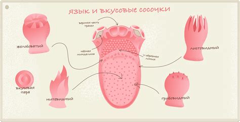 Вкусовые сосочки: суть и роль во вкусовом восприятии