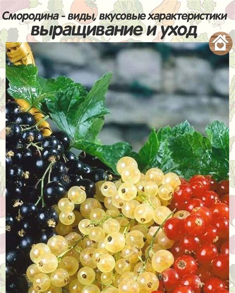 Вкусовые характеристики пилснера