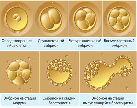 Влияет ли эмбрион с двумя ядрами на развитие организма?