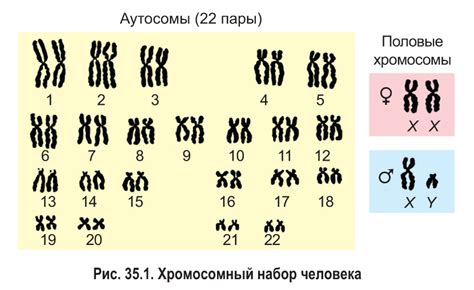 Влияние Х и Y хромосом на формирование пола