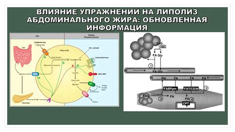 Влияние абдоминального жира на здоровье