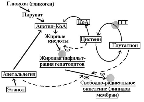 Влияние алкоголя на показатели гамма-глутамилтрансферазы