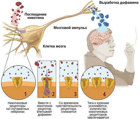 Влияние антигистаминного эффекта на организм