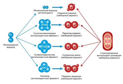 Влияние антиоксидантов на свободные радикалы