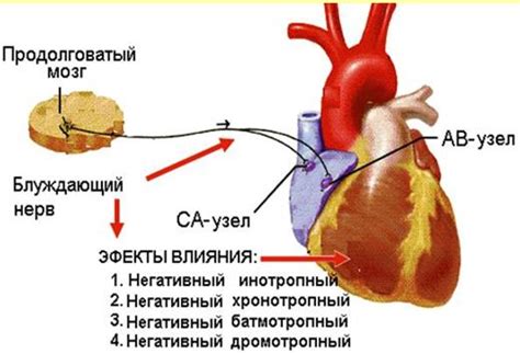 Влияние блуждающего форварда на команду