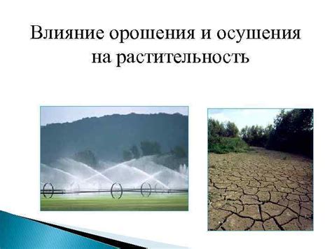 Влияние болотной местности на растительность и ее опасности