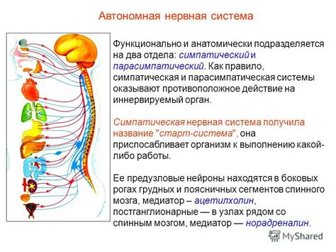 Влияние вегетативной нервной системы