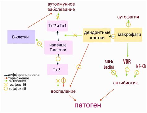 Влияние витамина D2000 на костную систему