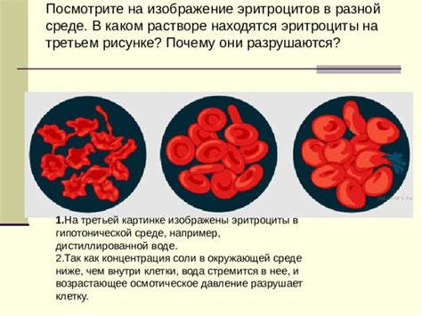 Влияние внешних факторов на объем эритроцитов