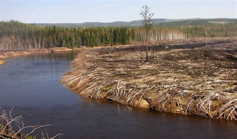 Влияние вырубки лесов и разрушения прибрежных зон на уменьшение объема воды в реках