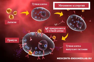 Влияние высвобождения гистамина на организм: причины и последствия