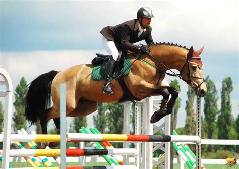 Влияние выходимости лошади на спортивные достижения