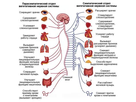 Влияние гемостатической системы на организм