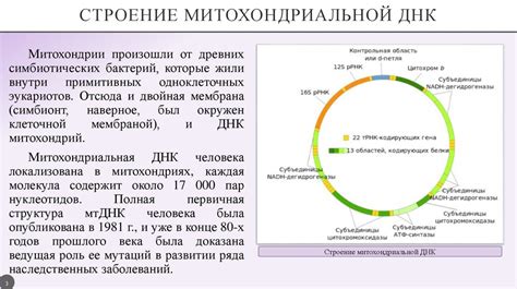 Влияние гетероплазмии митохондриальной ДНК на организм