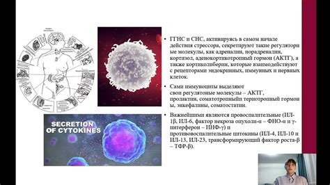 Влияние гидрокортизона на иммунную систему