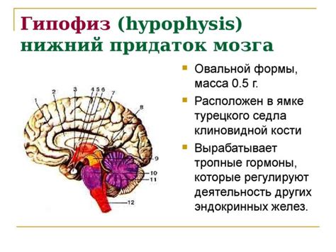 Влияние гипофиза на организм