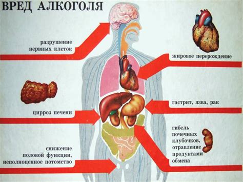 Влияние глицина на организм при употреблении алкоголя