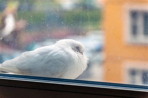 Влияние голубя на незамужнюю женщину: эмоции и чувства во сне