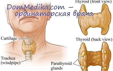 Влияние гормонального баланса на дифференциацию околощитовидных желез