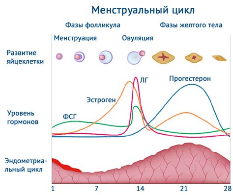 Влияние гормонального фона на месячный цикл