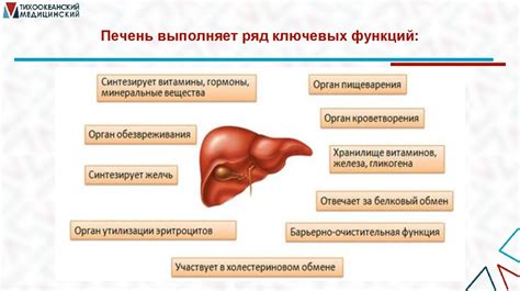 Влияние гормональных изменений на метаболизм