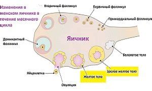 Влияние гормона ИФР-1 на организм женщин