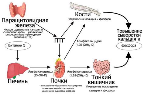 Влияние гормона ПТГ на кальцийный обмен