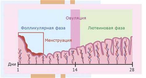 Влияние гормона ФСГ на организм женщины