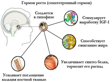 Влияние гормона герлен на организм: самостоятельное регулирование и взаимосвязь с другими гормонами