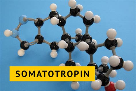 Влияние гормона роста СТГ на организм