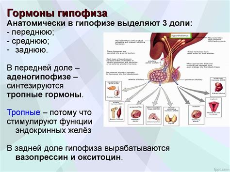 Влияние гормонов гипофиза на женское здоровье