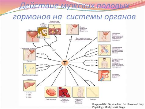 Влияние гормонов на возникновение тряски при голоде